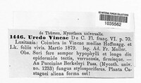 Puccinia vincae image